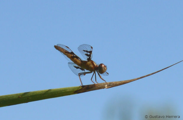Photo Ambarina del Este