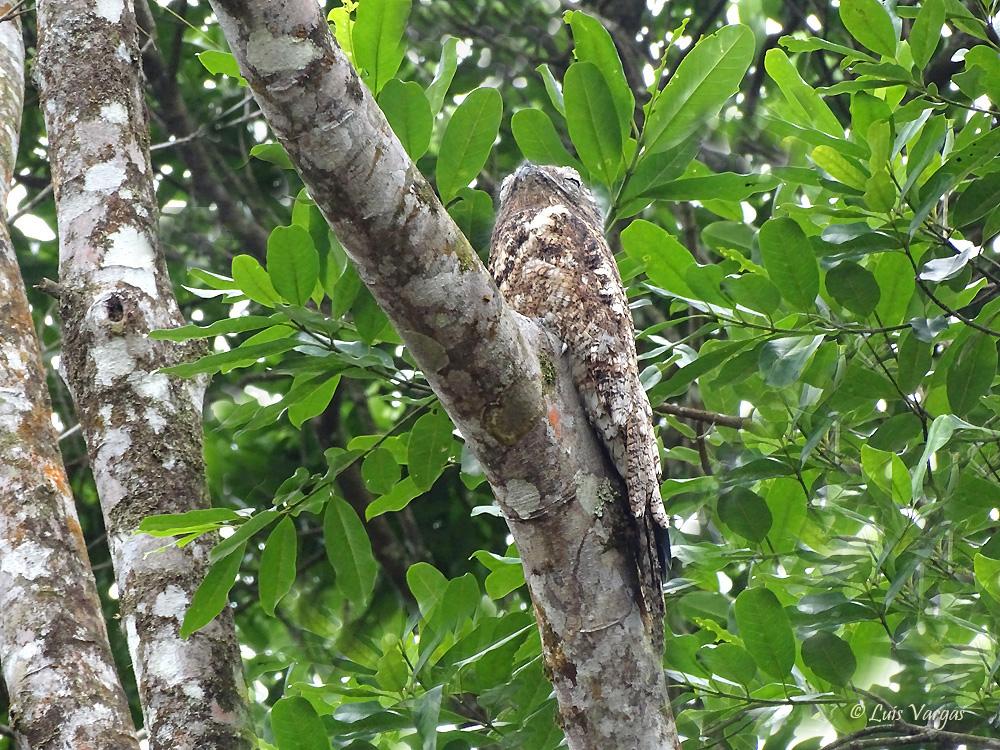 Foto Nictibio Grande