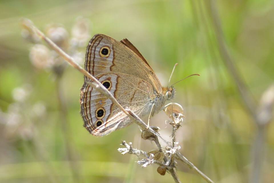 Photo Pampera Común