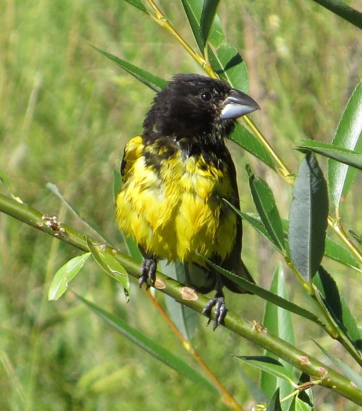 Photo Rey del Bosque