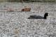  (Fulica armillata)