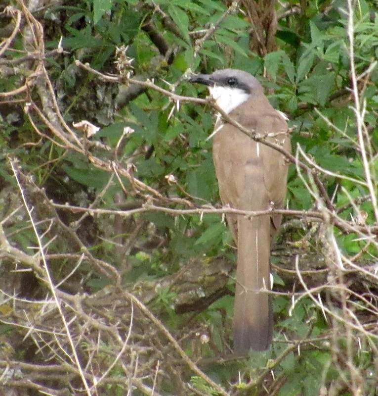 Photo Cuclillo Canela