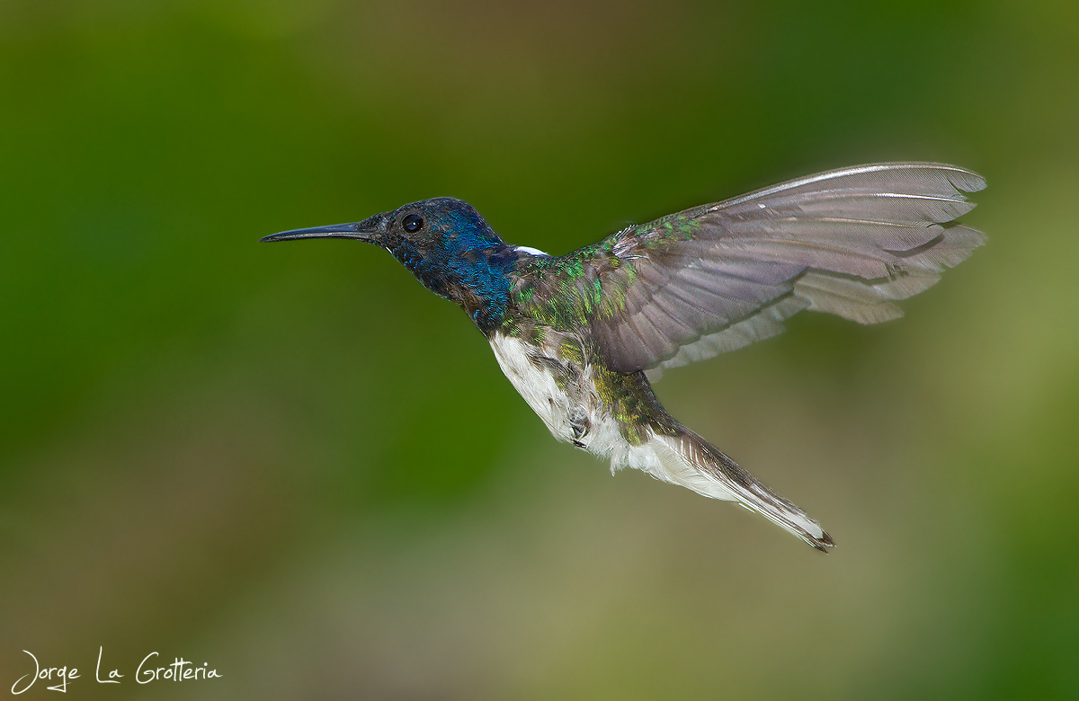 Foto Colibrí Nuca Blanca