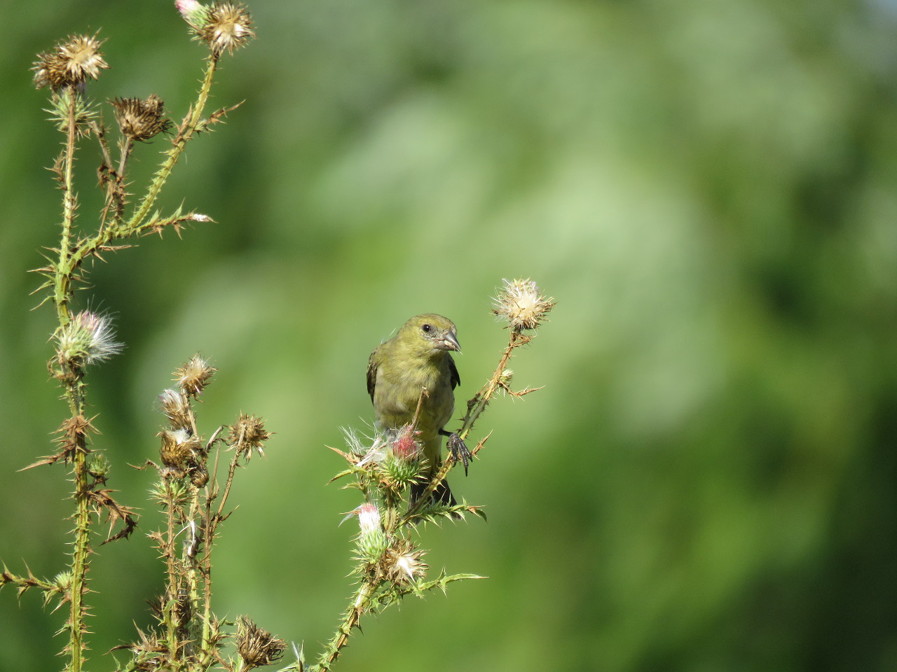 Foto Cabecitanegra Común