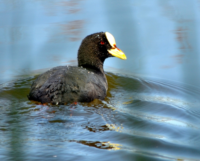 Foto Gallareta Ligas Rojas
