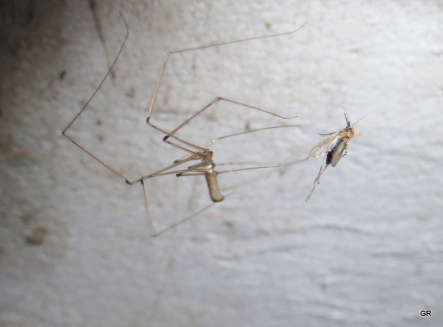 Foto Araña De Patas Largas