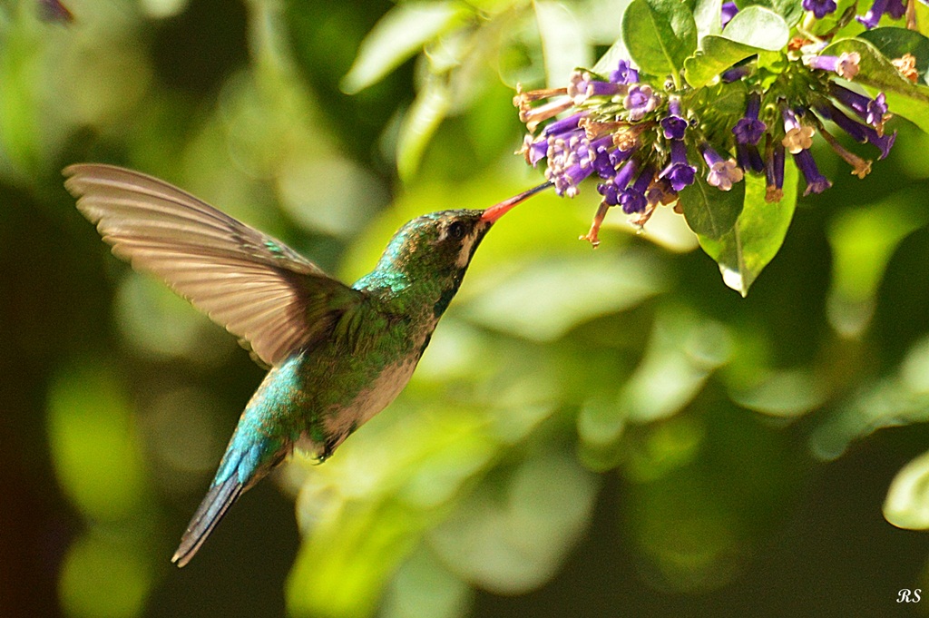 Photo Picaflor Común