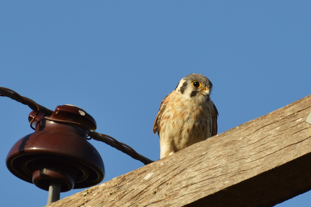 Foto Halconcito Colorado