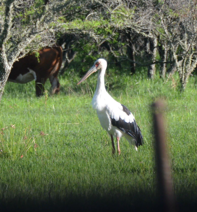Foto Cigüeña Americana