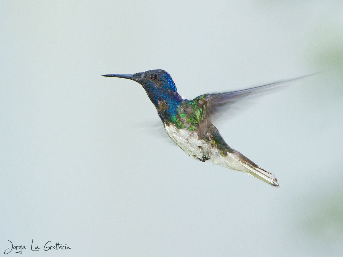 Foto Colibrí Nuca Blanca