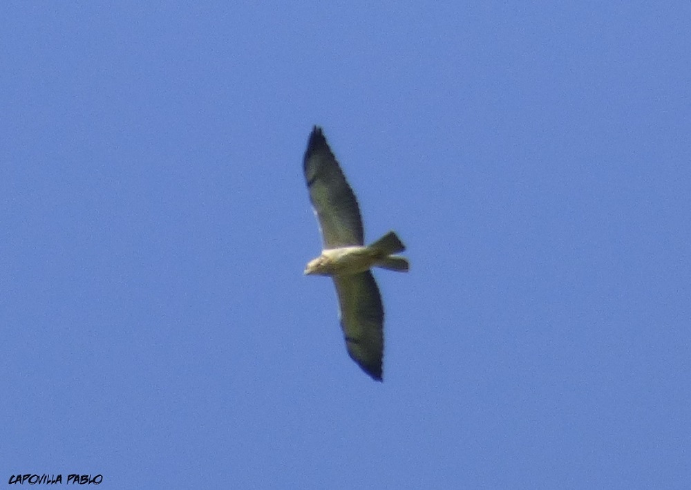 Foto Aguilucho Langostero
