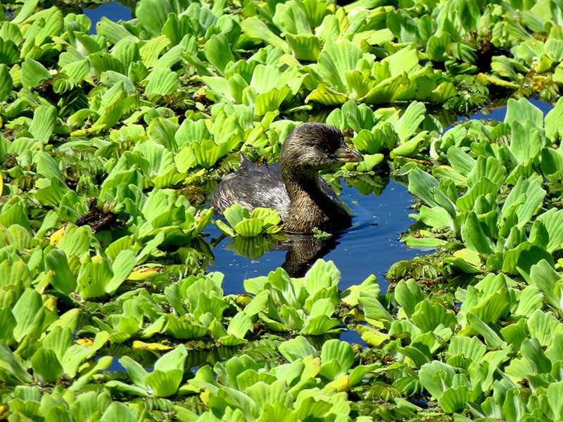 Photo Macá Pico Grueso