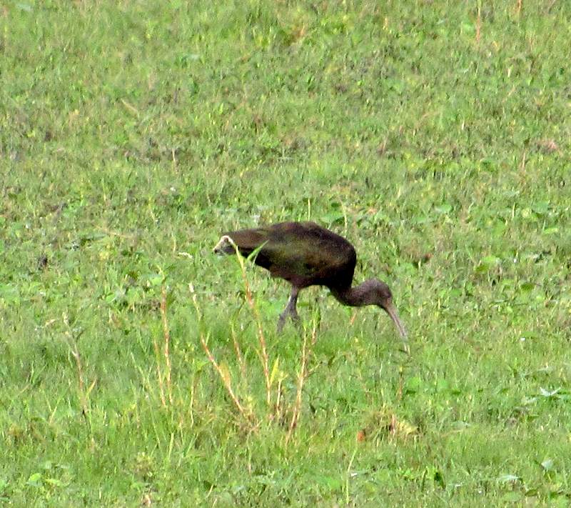 Photo Cuervillo de Cañada