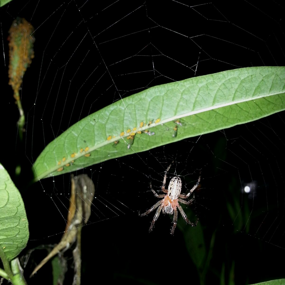 Photo Araña Tejedora Naranja