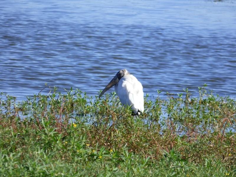 Foto Tuyuyú