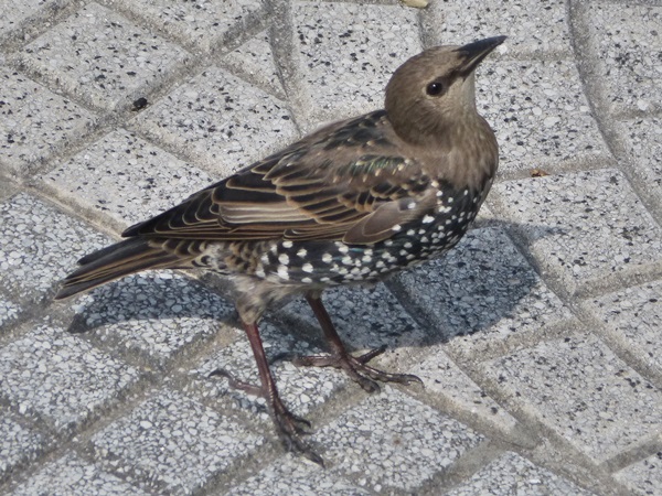 Photo Estornino Pinto