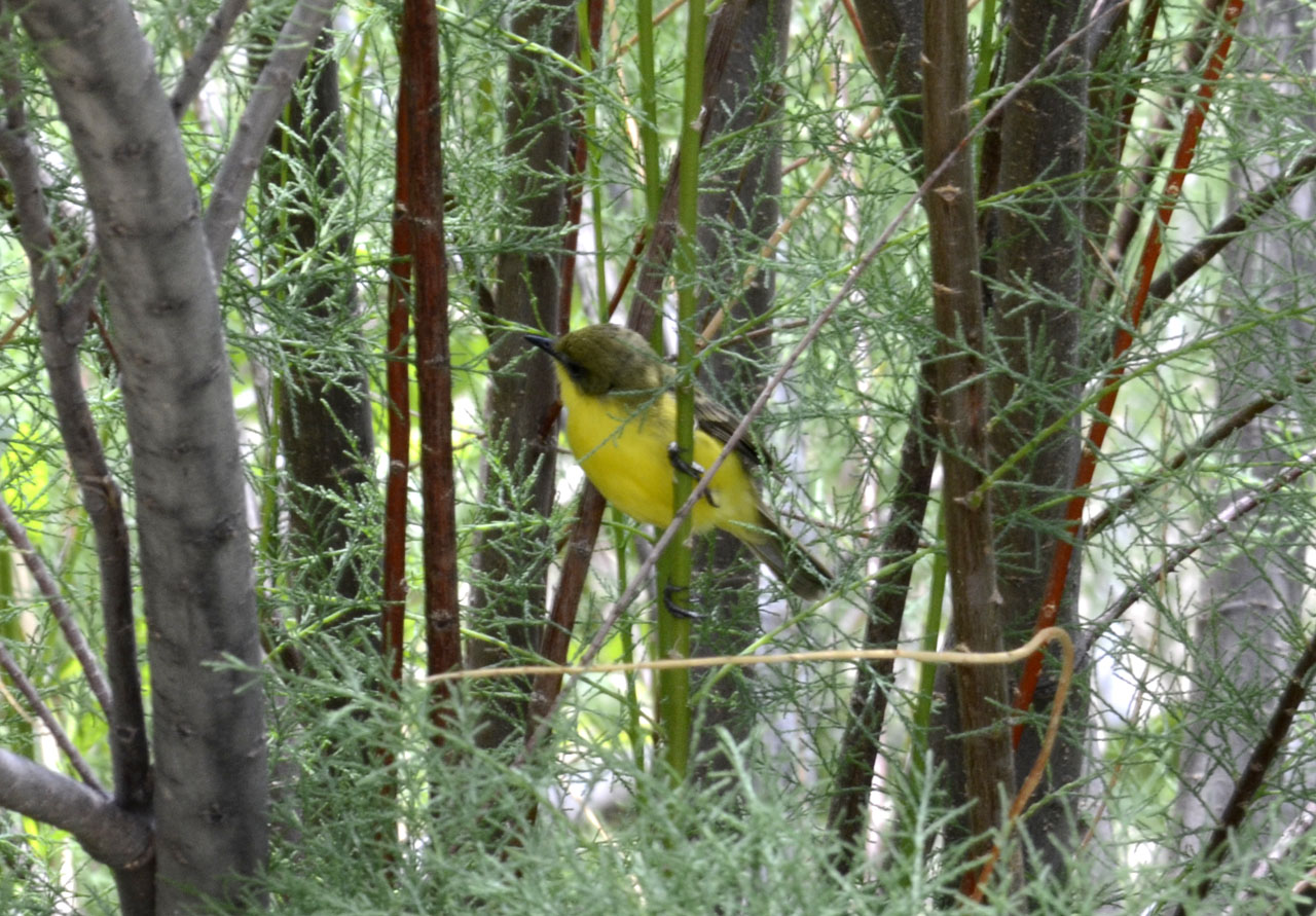 Foto Doradito Oliváceo