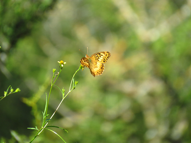 Photo Hortensia