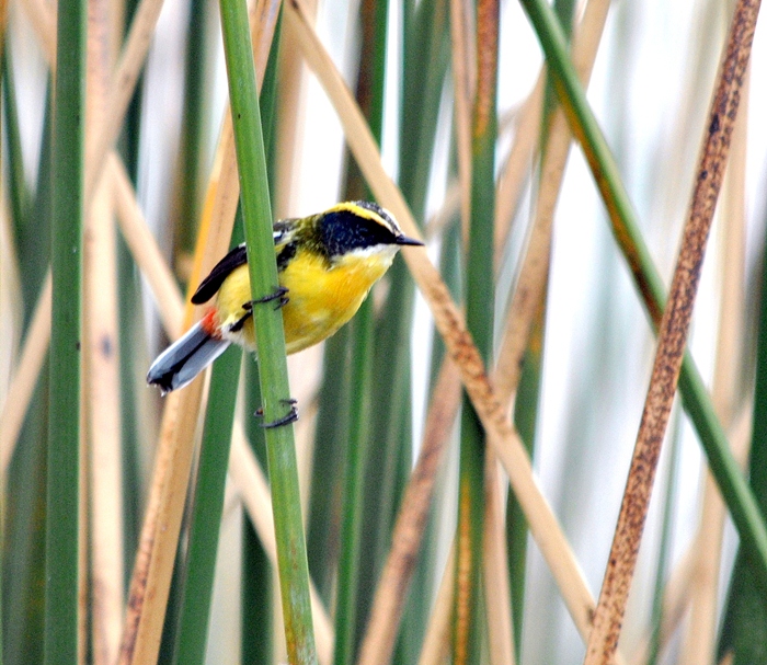 Photo Tachurí Sietecolores
