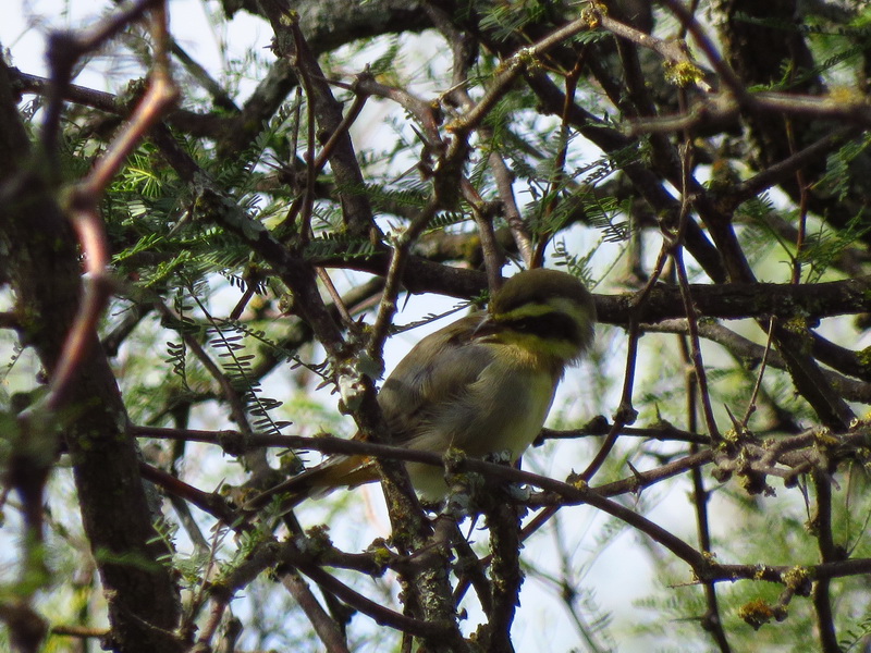Foto Monterita de Collar