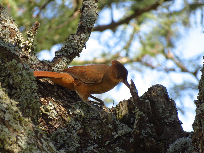 Foto Cacholote Castaño