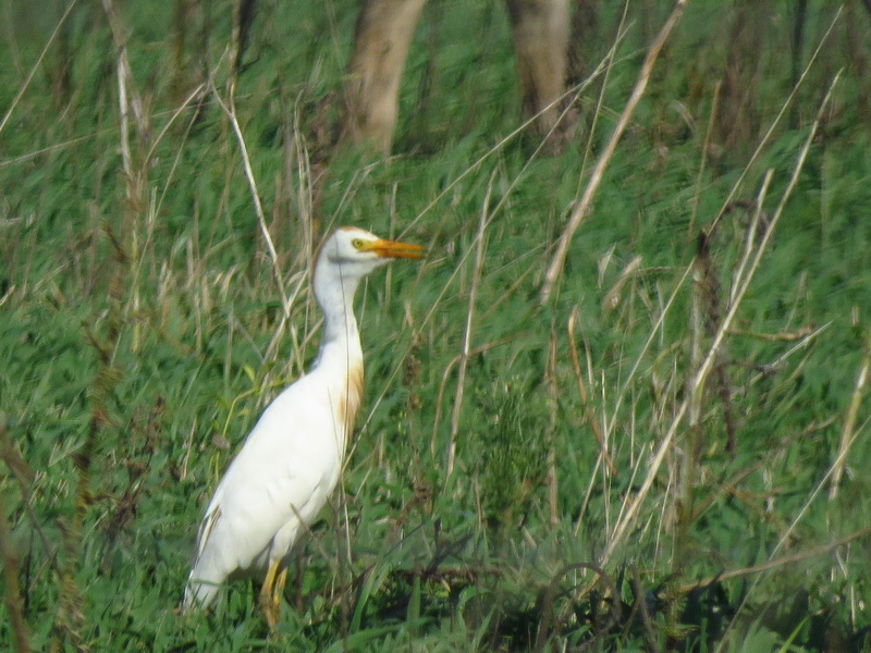 Foto Garcita Bueyera