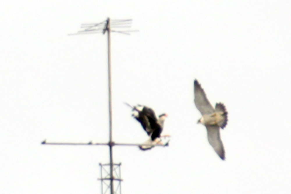 Foto Halcón Peregrino