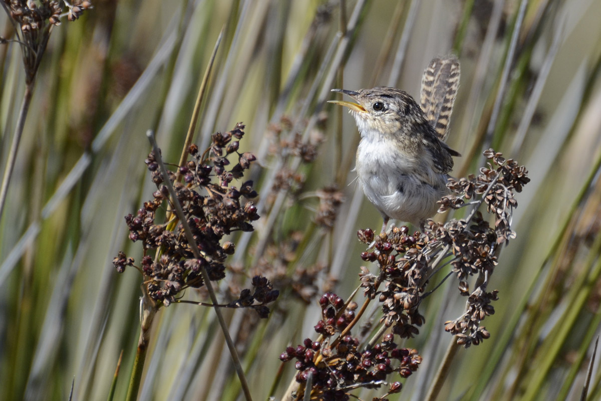 Photo Ratona Aperdizada
