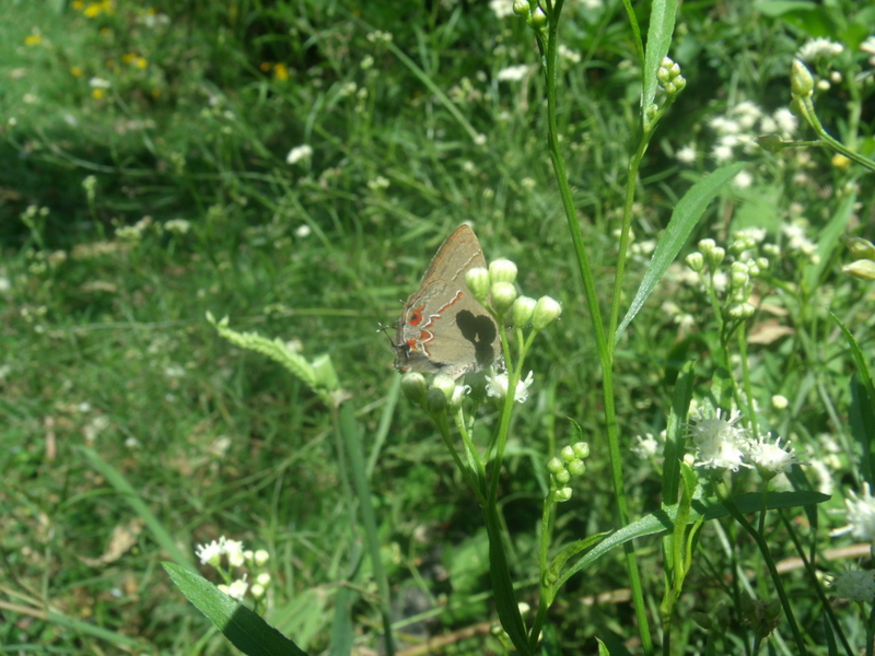 Foto Frotadora Oscura Común