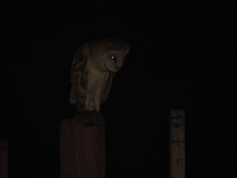 Photo Lechuza de Campanario