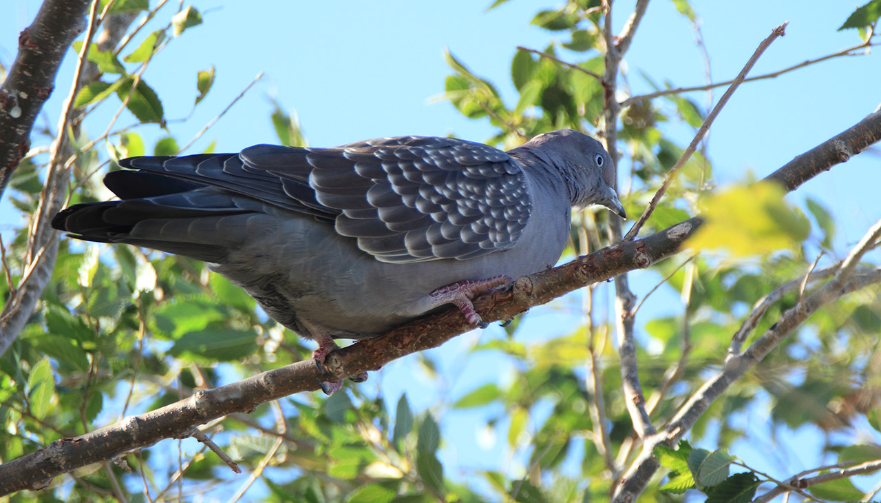 Photo Paloma Manchada