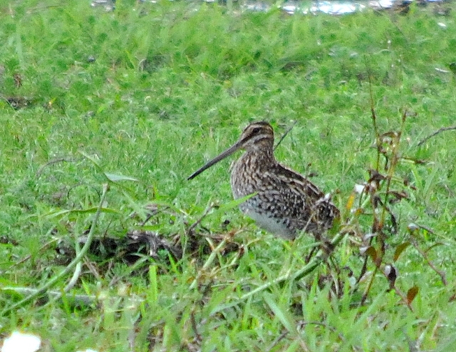 Foto Becasina Común