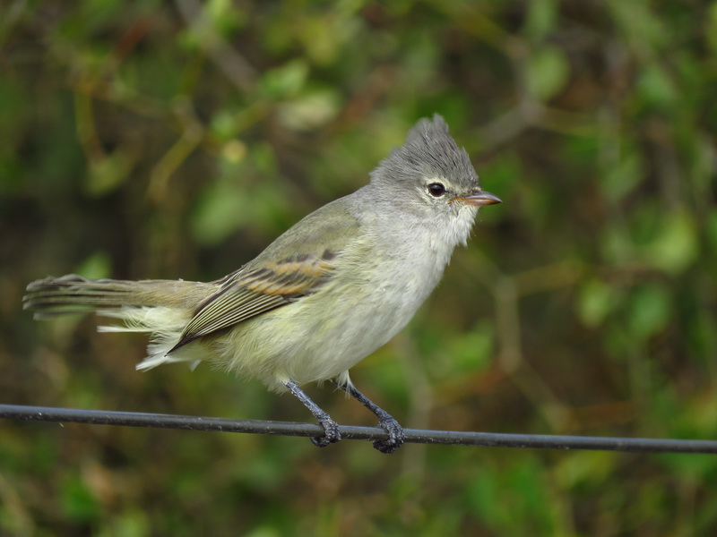 Foto Piojito Silbón