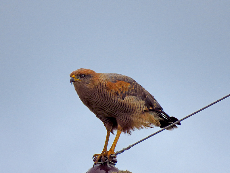 Foto Aguilucho Colorado