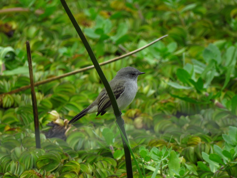 Photo Piojito Gris