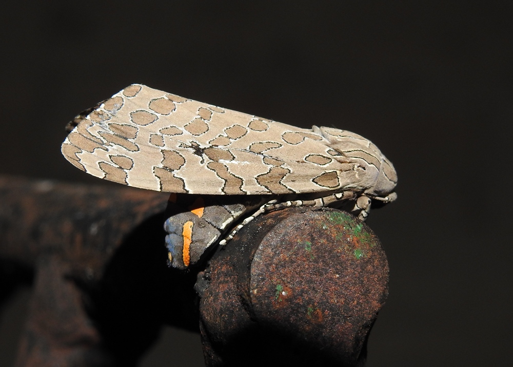 Foto Oruga de los Almacigos