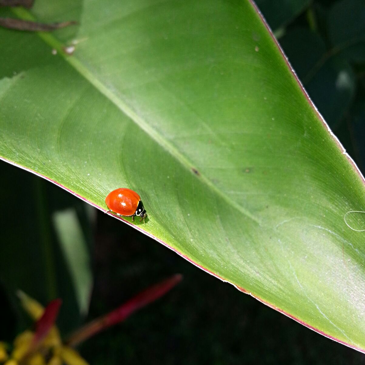 Foto Vaquita Roja