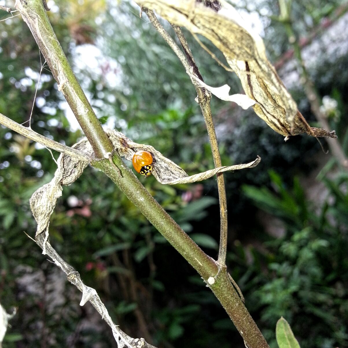 Foto Vaquita Roja
