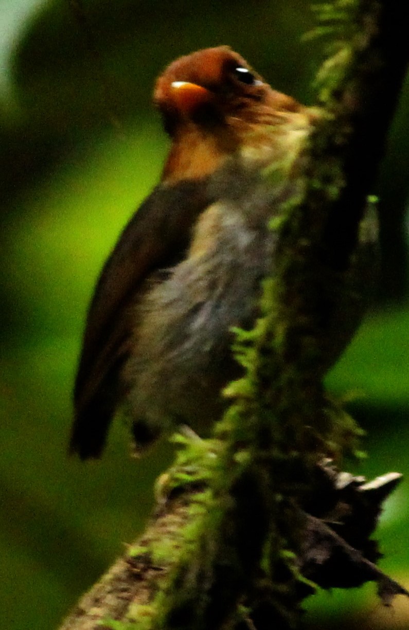 Foto Ponchito Cabecicastaño