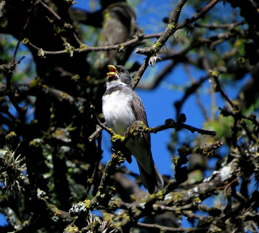 Foto Corbatita Común