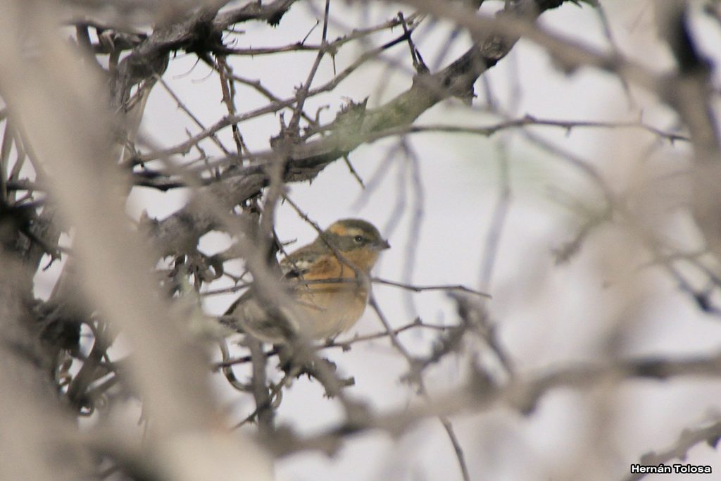 Foto Monterita Canela