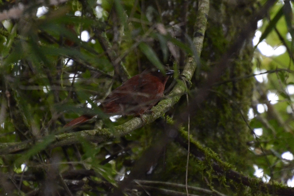 Foto Fueguero Morado
