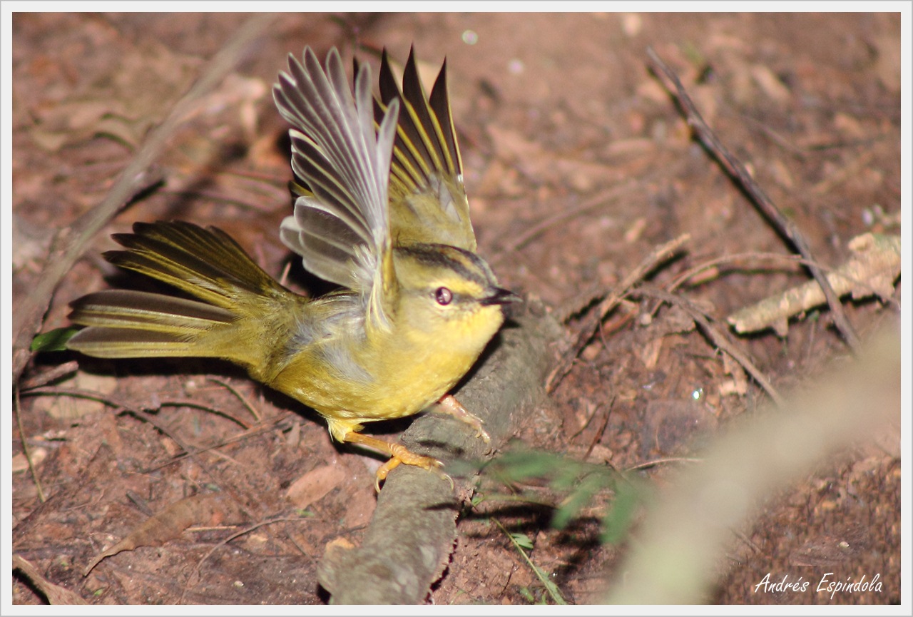 Foto Arañero Coronado Grande