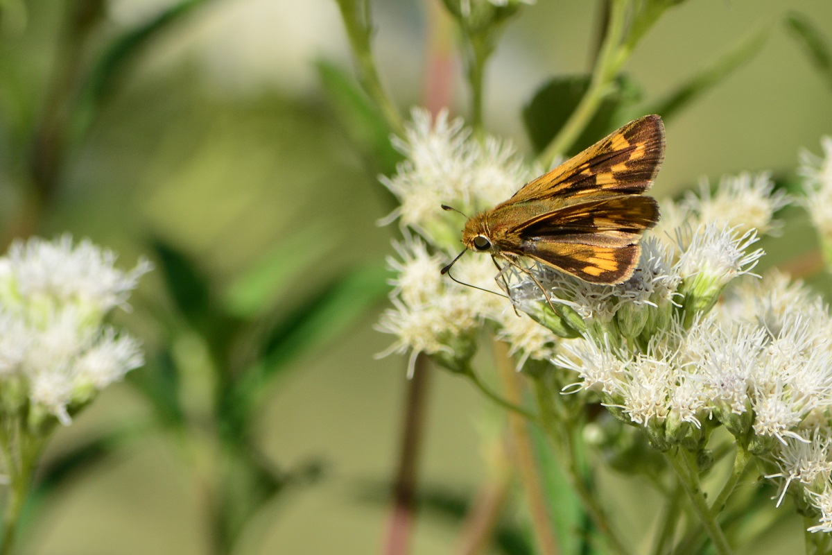 Photo Saltarina Amarilla