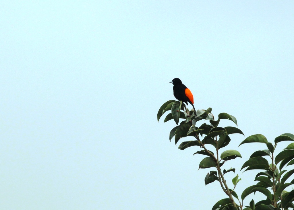 Foto Sangretoro Lomo de Fuego