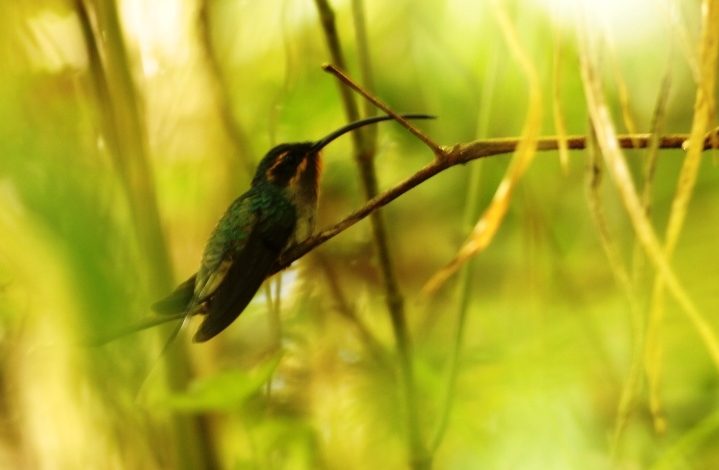 Foto Ermitaño Verde