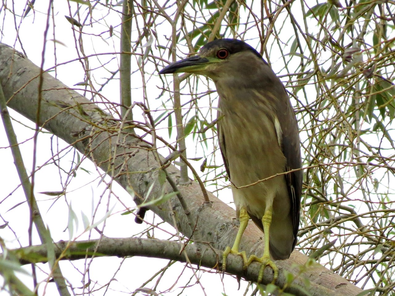 Photo Garza Bruja