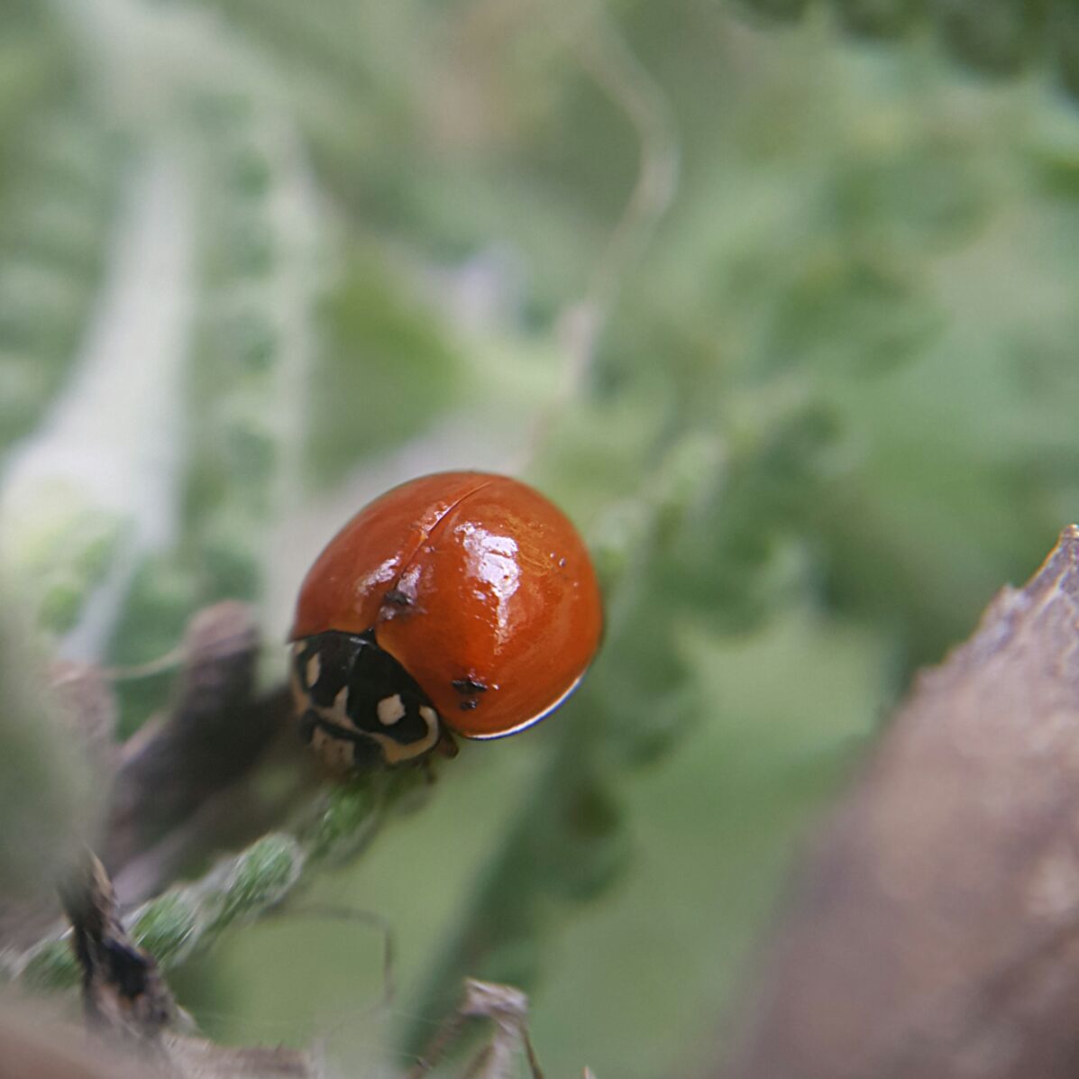 Foto Vaquita Roja