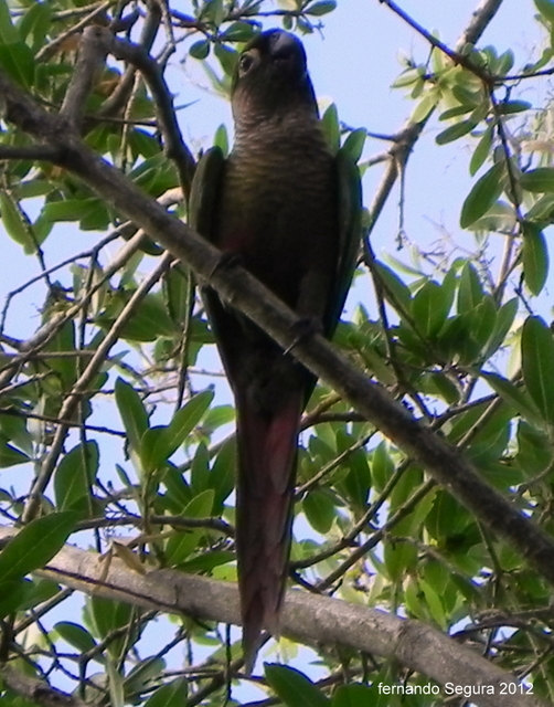 Foto Chiripepé Cabeza Parda