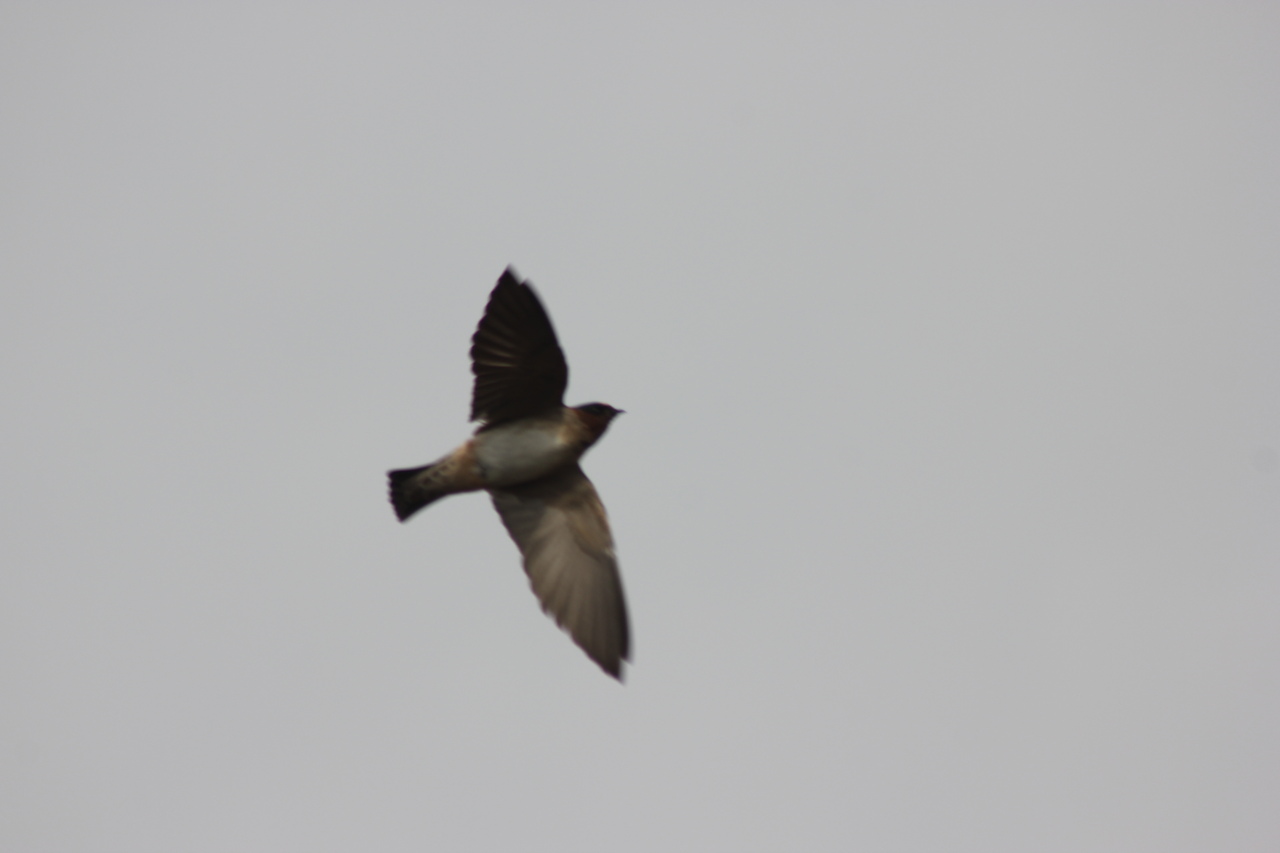 Foto Golondrina Rabadilla Canela